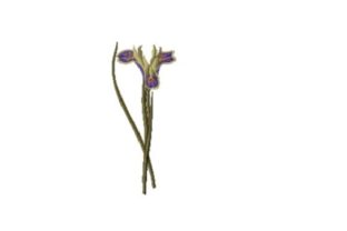 Iris Tuberosa: A Thoughtful Embroidery Choice for Meaningful Gifts